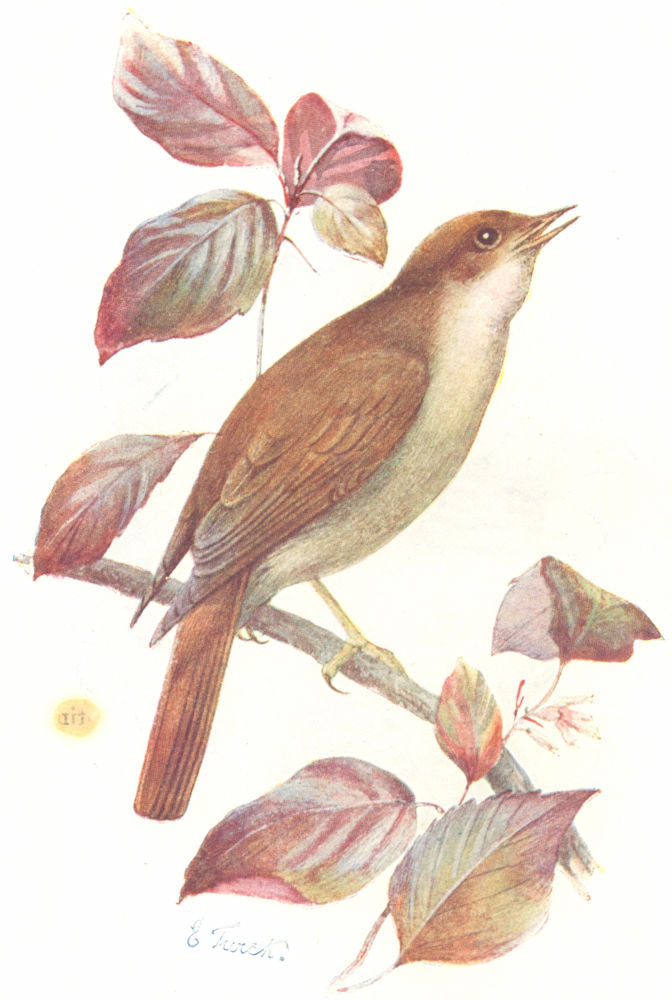 BIRDS. Nightingale  1901 old antique vintage print picture